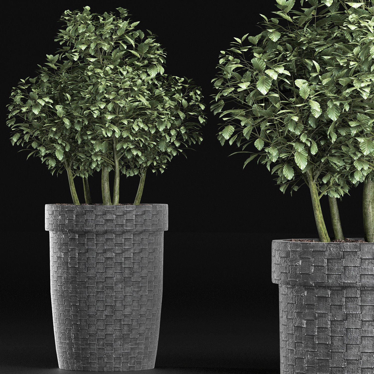 Plants Collection 170 Sageretia Theezans 3D model_2