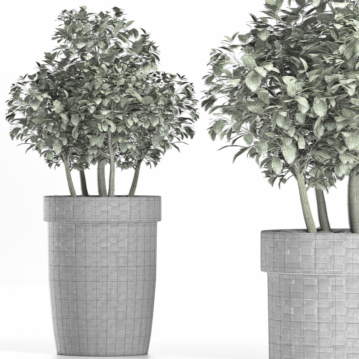 Plants Collection 170 Sageretia Theezans 3D model_7