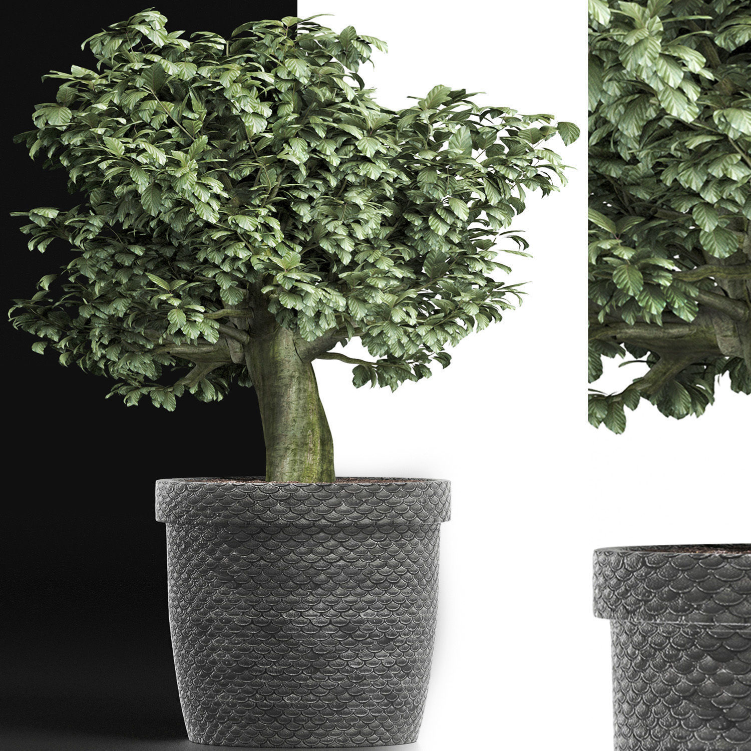 Plants Collection 171 Sageretia Theezans 3D model_3