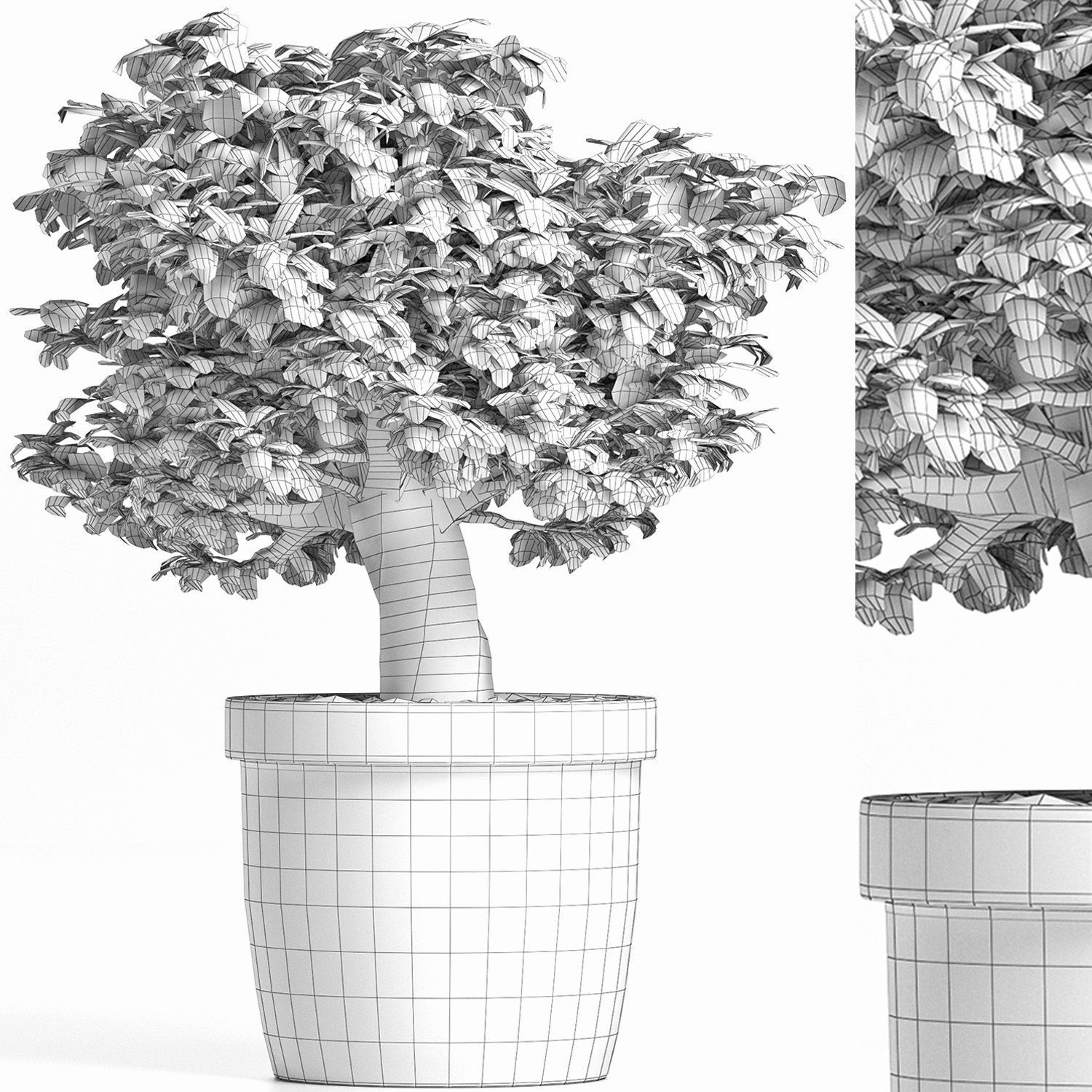 Plants Collection 171 Sageretia Theezans 3D model_4