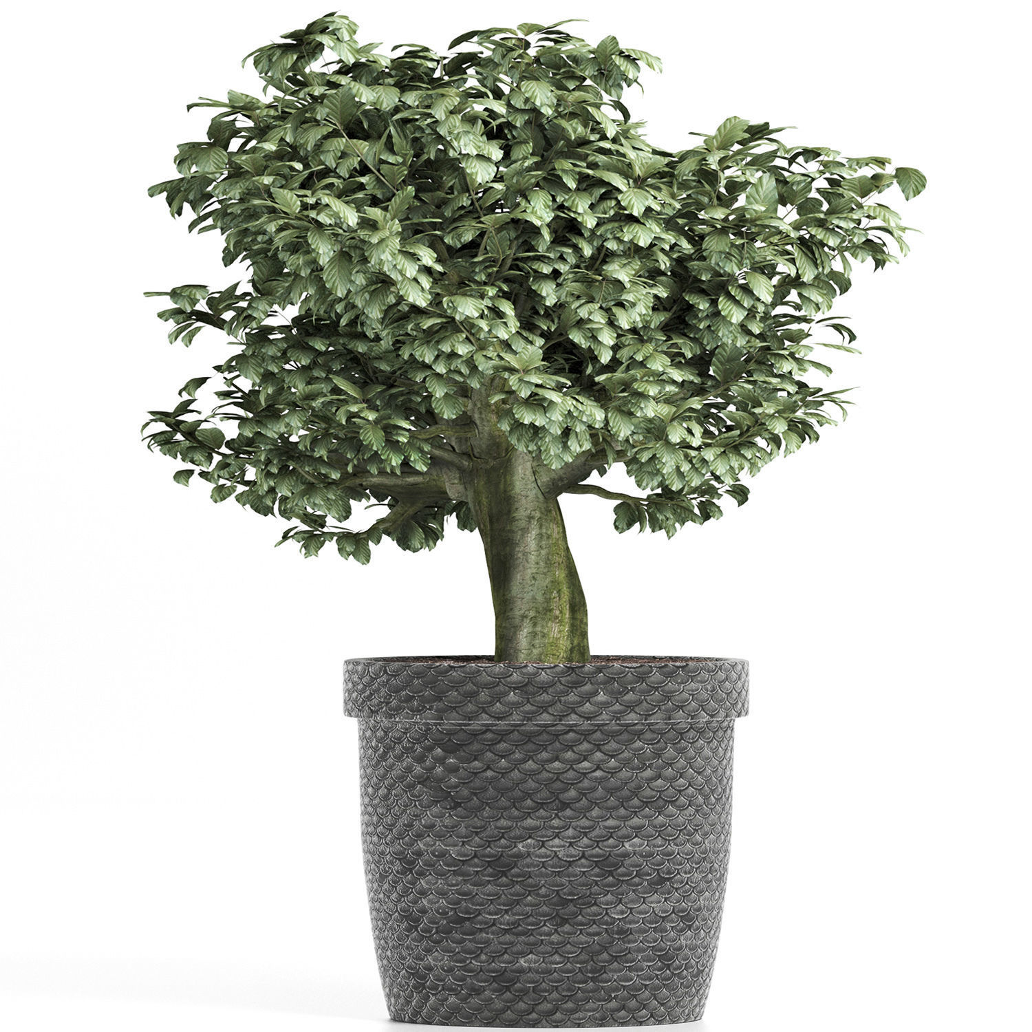 Plants Collection 171 Sageretia Theezans 3D model_1