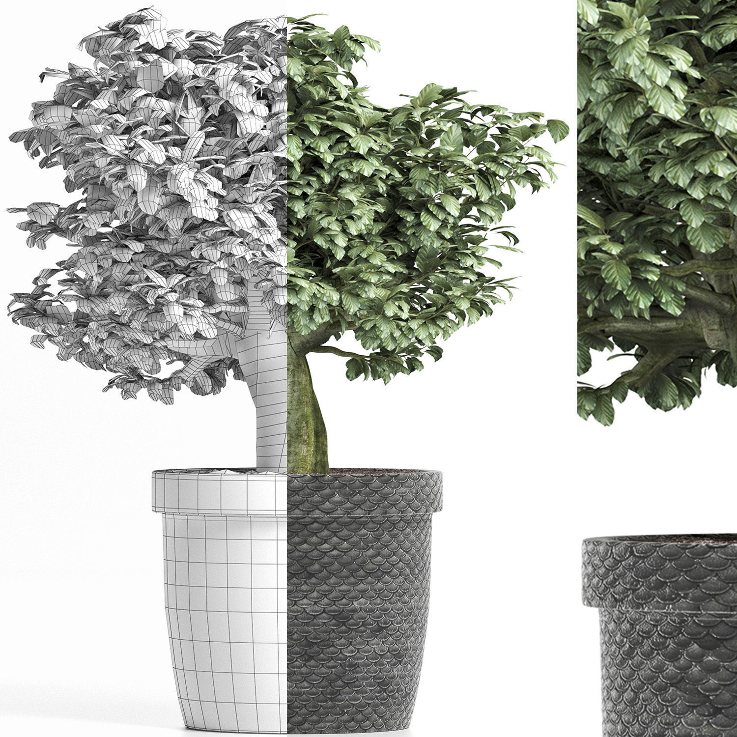 Plants Collection 171 Sageretia Theezans 3D model_6