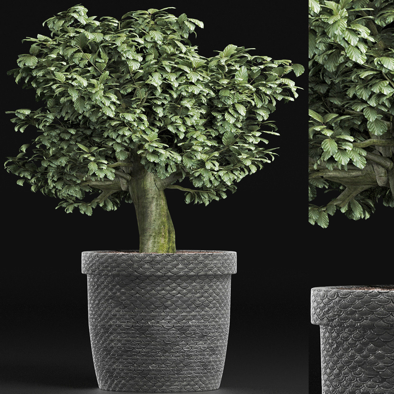 Plants Collection 171 Sageretia Theezans 3D model_2