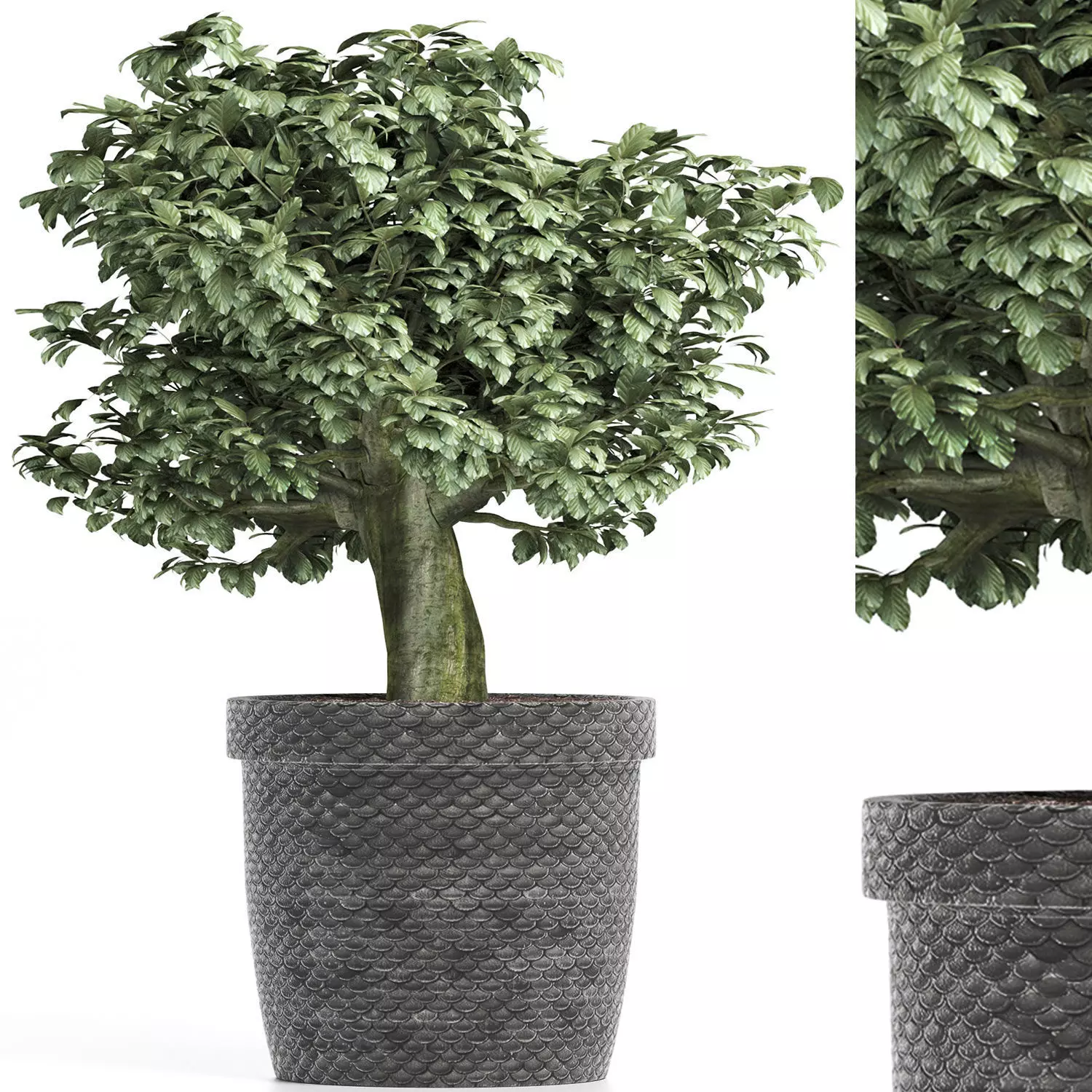 Plants Collection 171 Sageretia Theezans 3D model_0