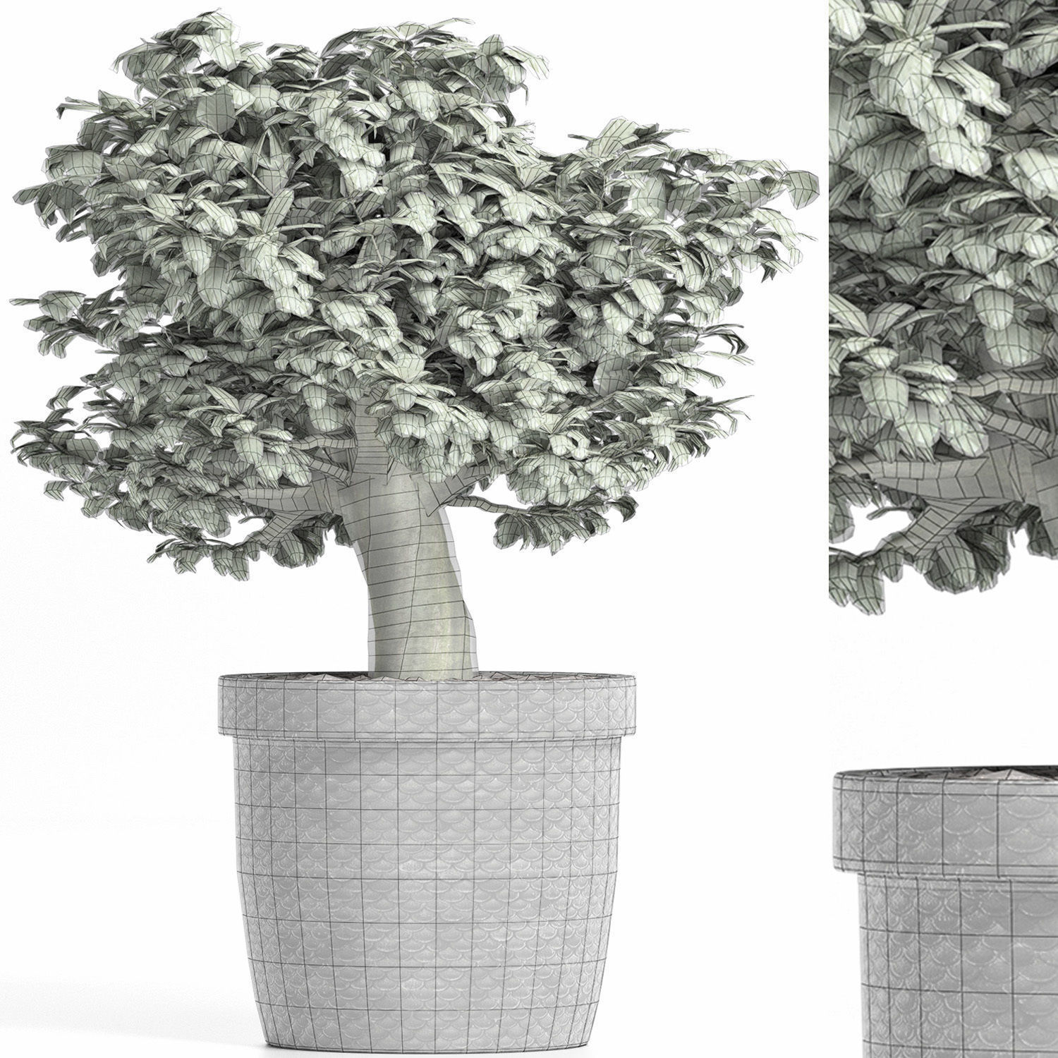 Plants Collection 171 Sageretia Theezans 3D model_5