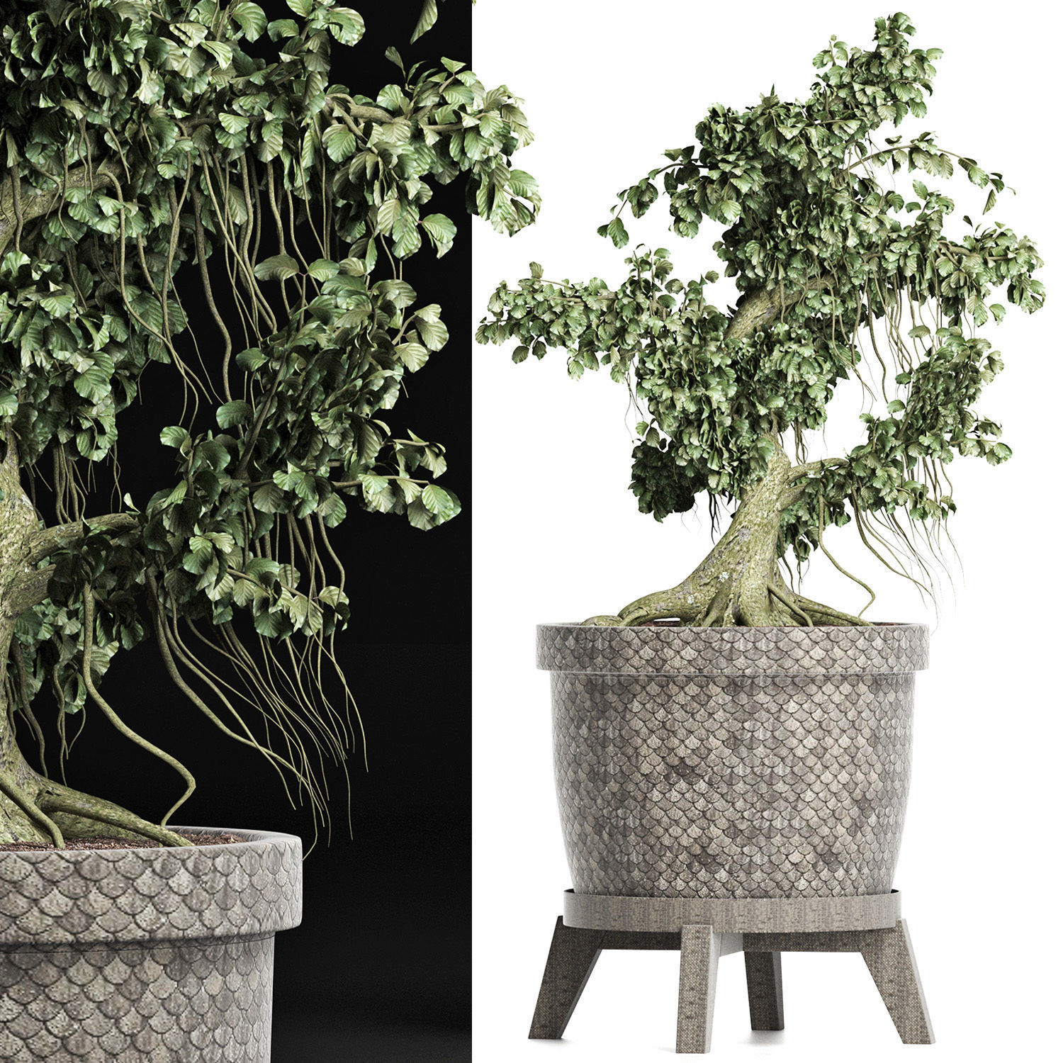 Plants Collection 172 Sageretia Theezans Mini Bonsai 3D model_5