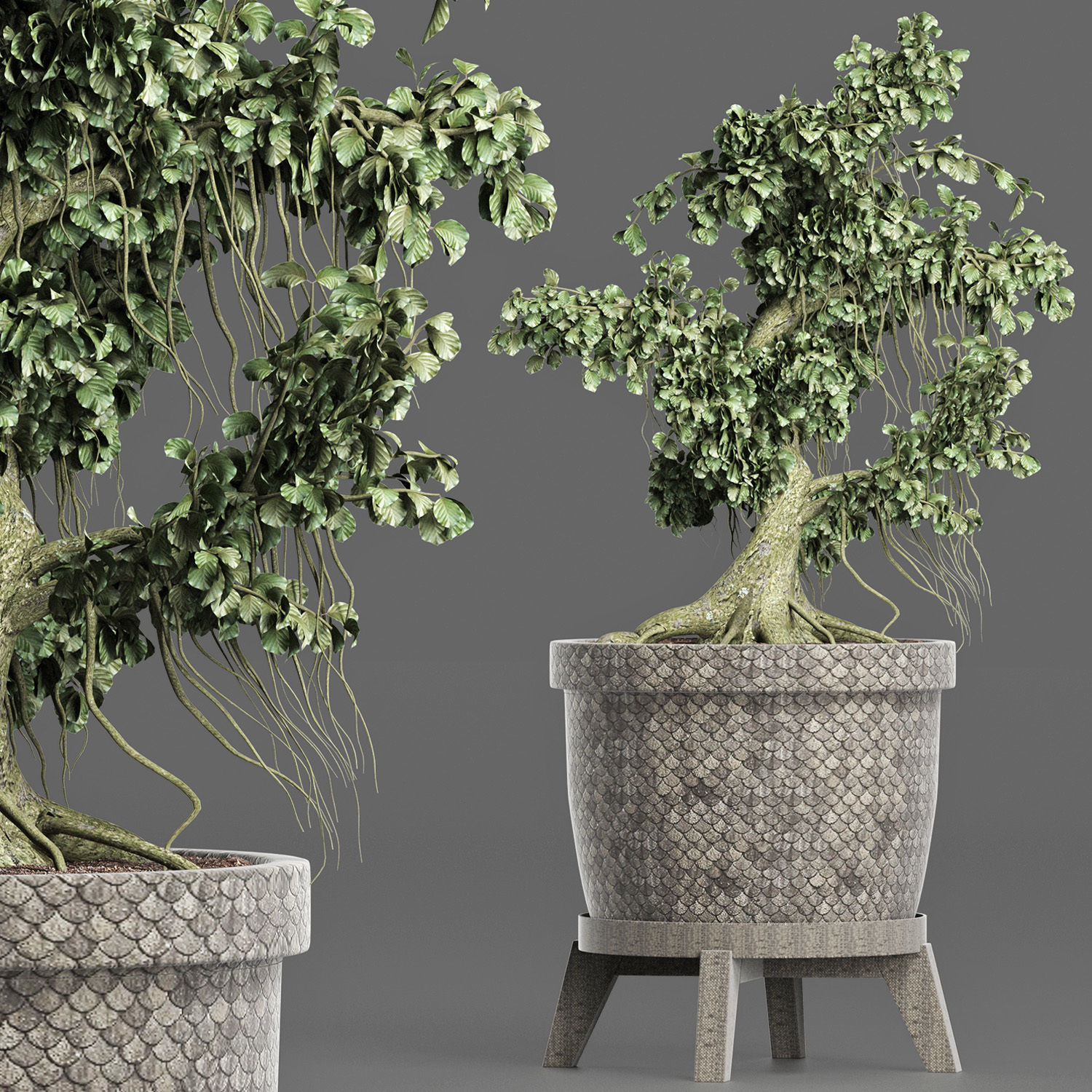 Plants Collection 172 Sageretia Theezans Mini Bonsai 3D model_4