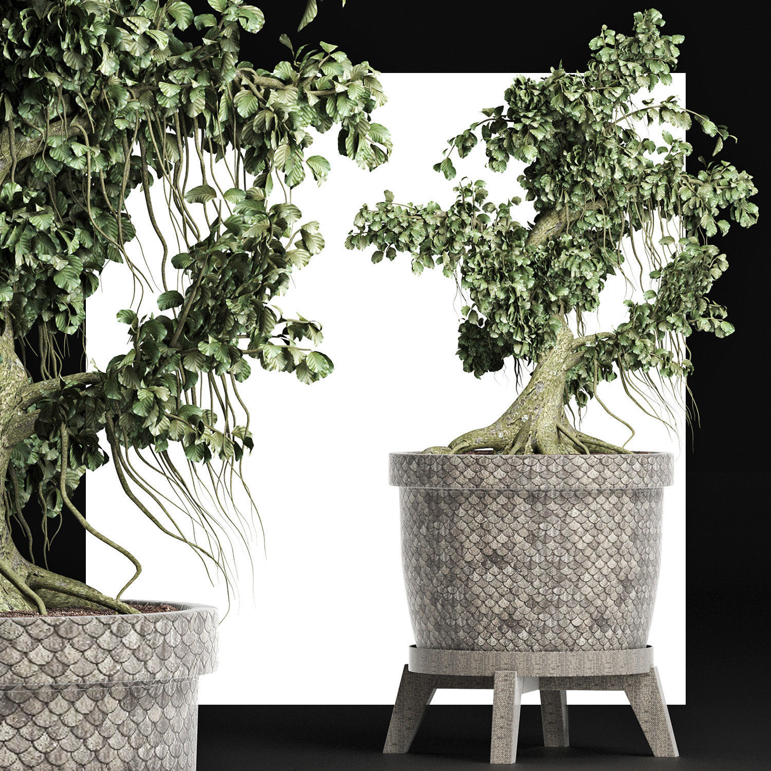 Plants Collection 172 Sageretia Theezans Mini Bonsai 3D model_6