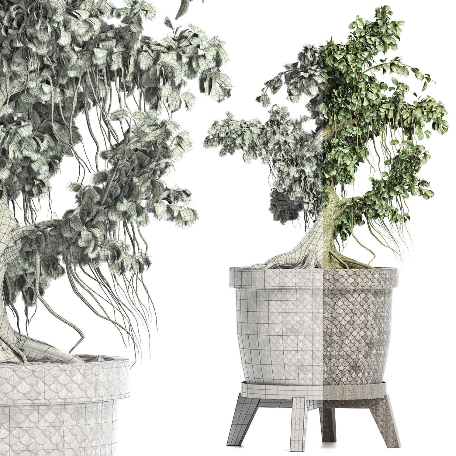 Plants Collection 172 Sageretia Theezans Mini Bonsai 3D model_9