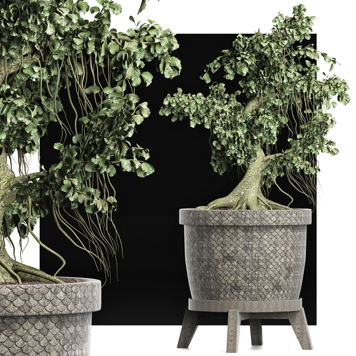 Plants Collection 172 Sageretia Theezans Mini Bonsai 3D model_7