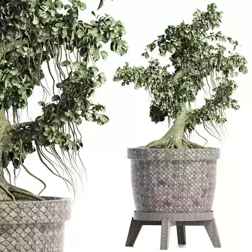 Plants Collection 172 Sageretia Theezans Mini Bonsai 3D model