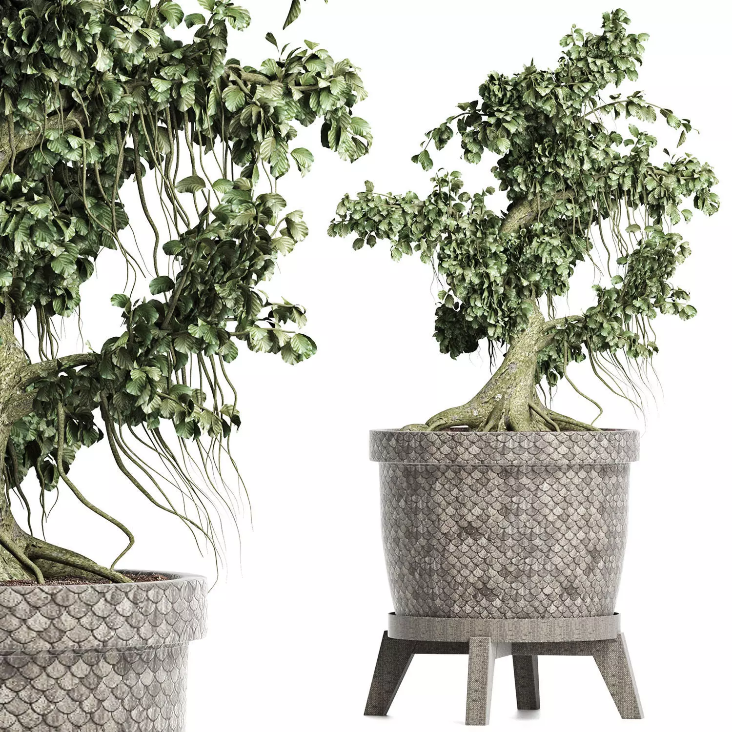 Plants Collection 172 Sageretia Theezans Mini Bonsai 3D model_0