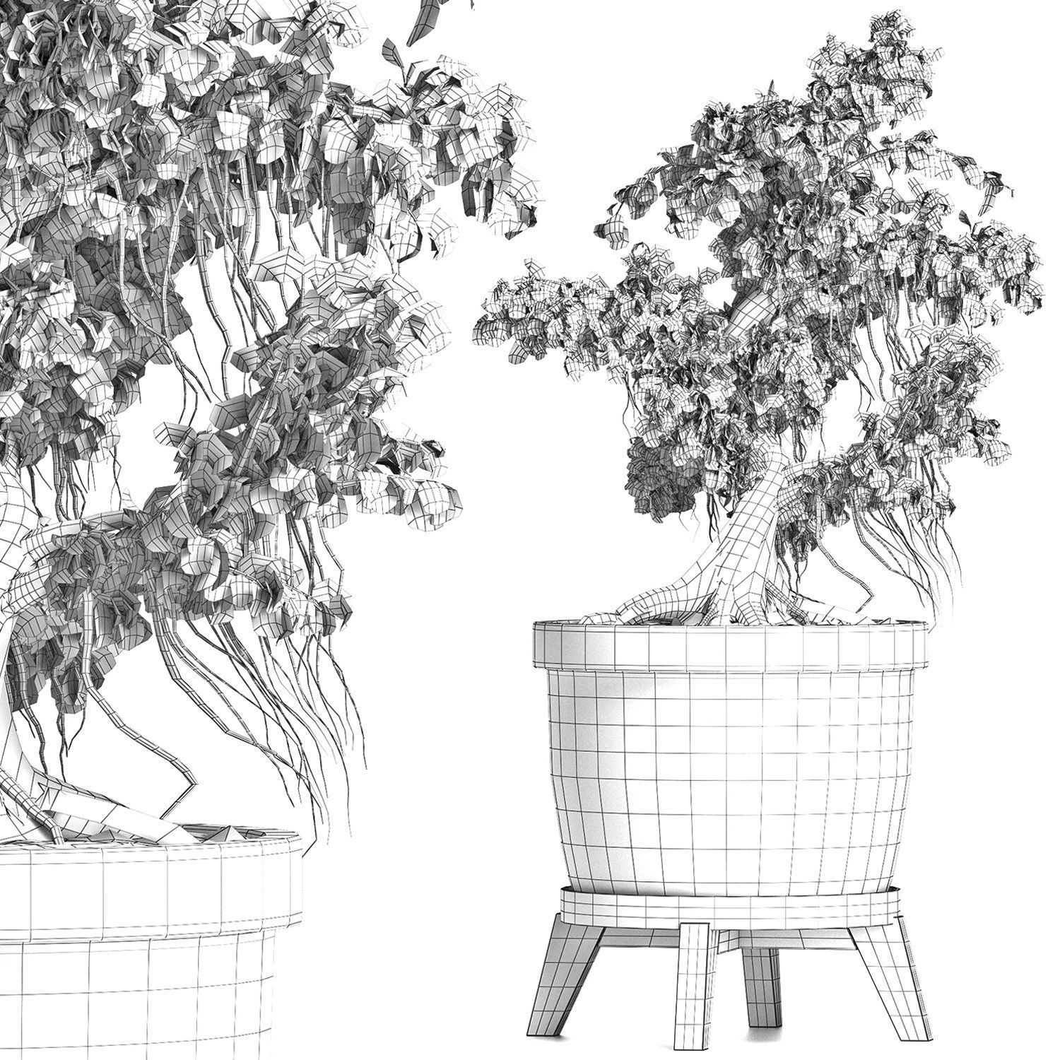 Plants Collection 172 Sageretia Theezans Mini Bonsai 3D model_8