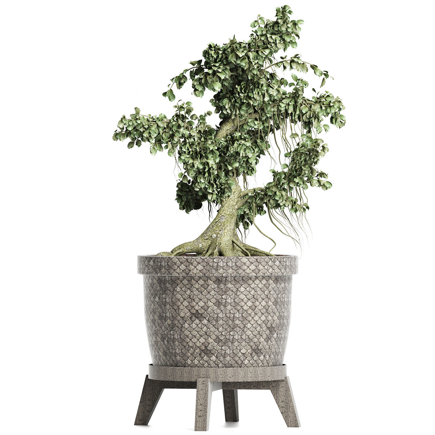 Plants Collection 172 Sageretia Theezans Mini Bonsai 3D model_2