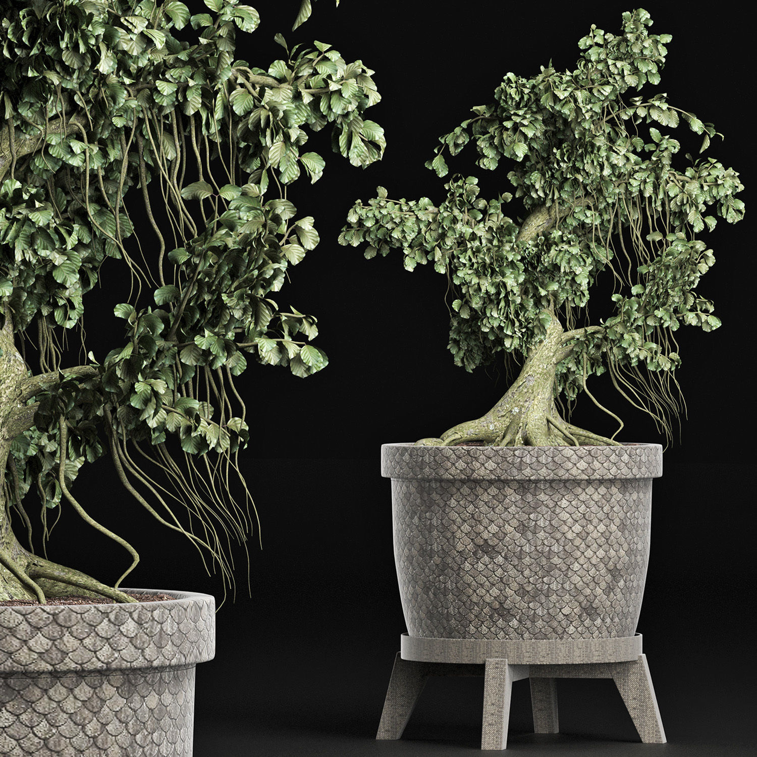 Plants Collection 172 Sageretia Theezans Mini Bonsai 3D model_3