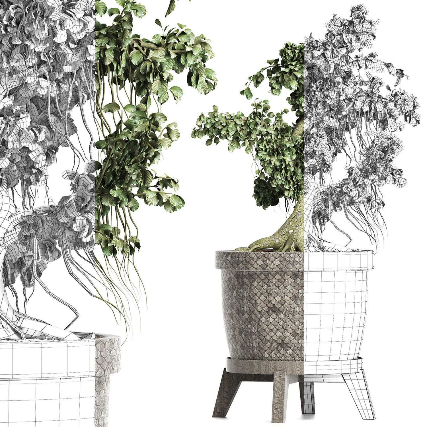 Plants Collection 172 Sageretia Theezans Mini Bonsai 3D model_1