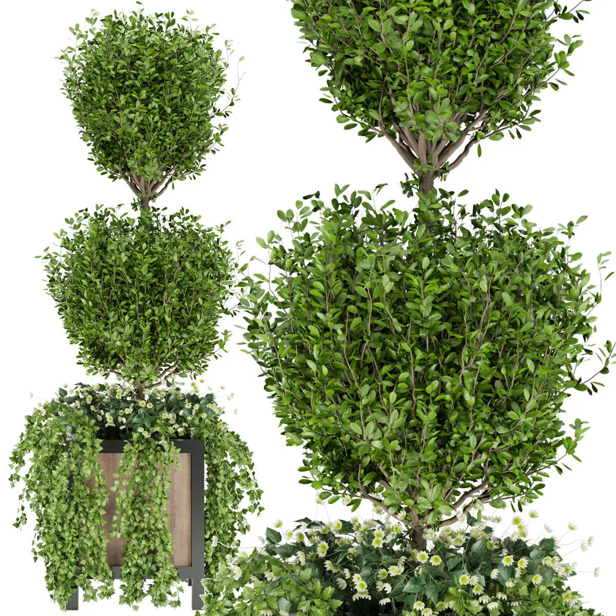 Collection plant vol 41 3D model