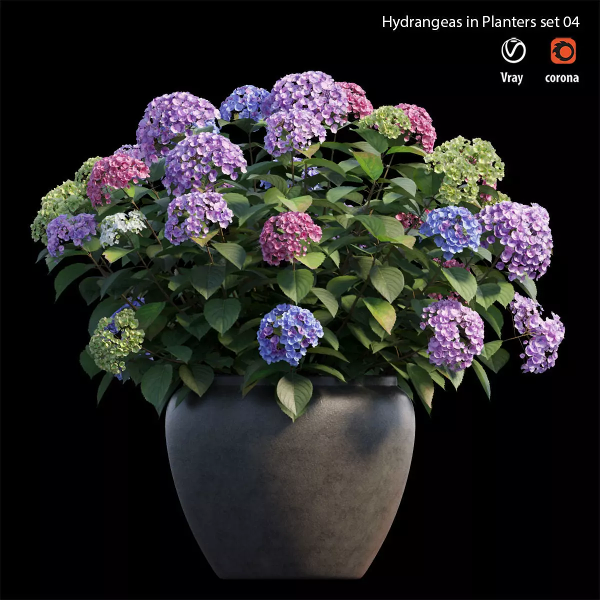 Hydrangea in planters set 04  3D model_0