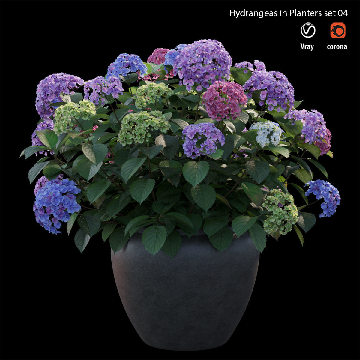Hydrangea in planters set 04  3D model_3