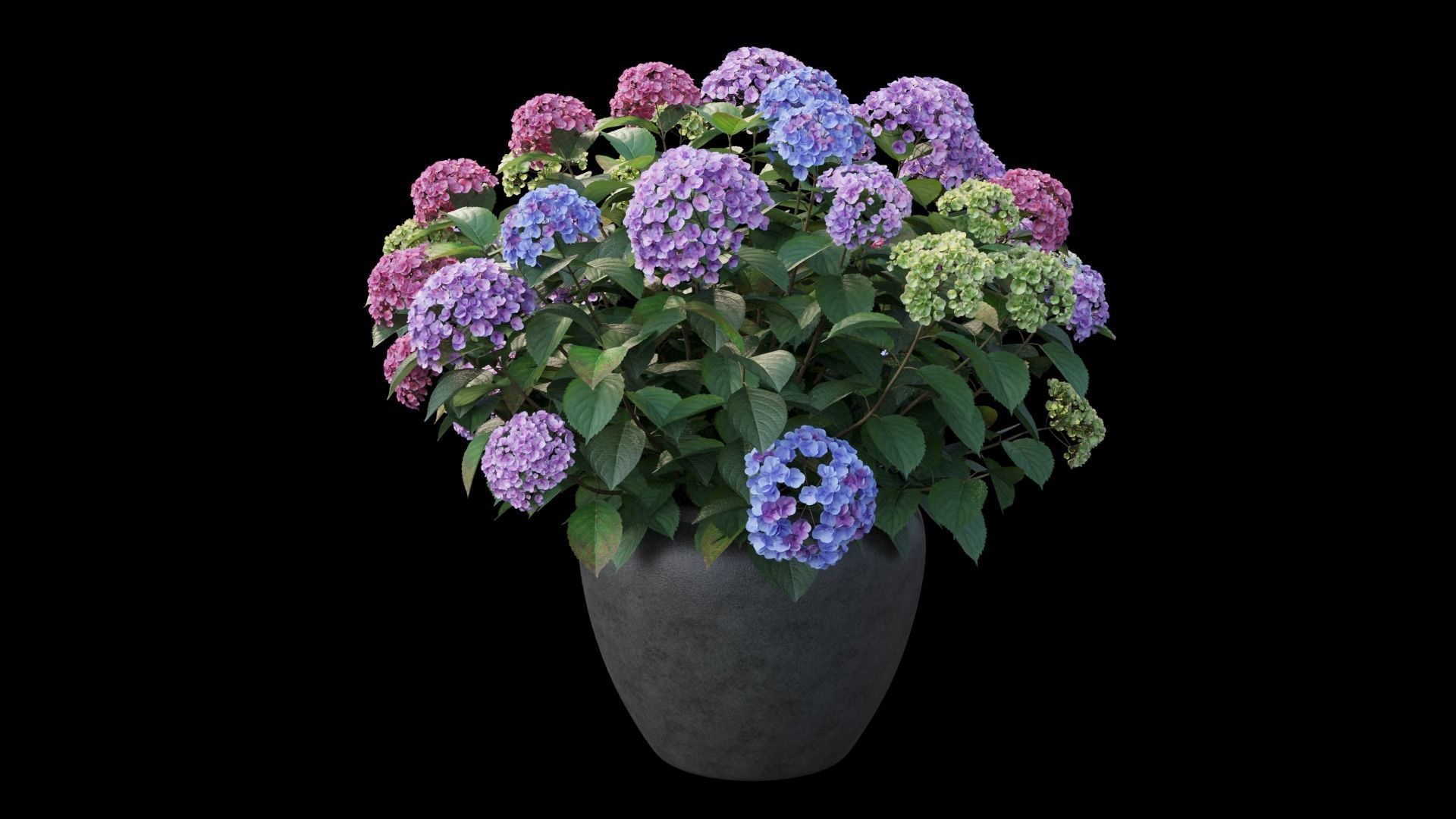 Hydrangea in planters set 04  3D model_9