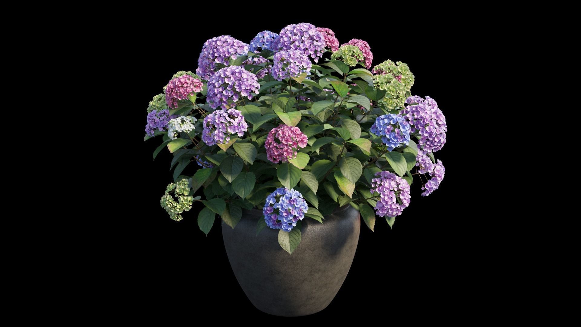 Hydrangea in planters set 04  3D model_6