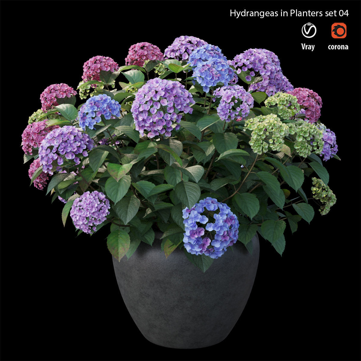 Hydrangea in planters set 04  3D model_4