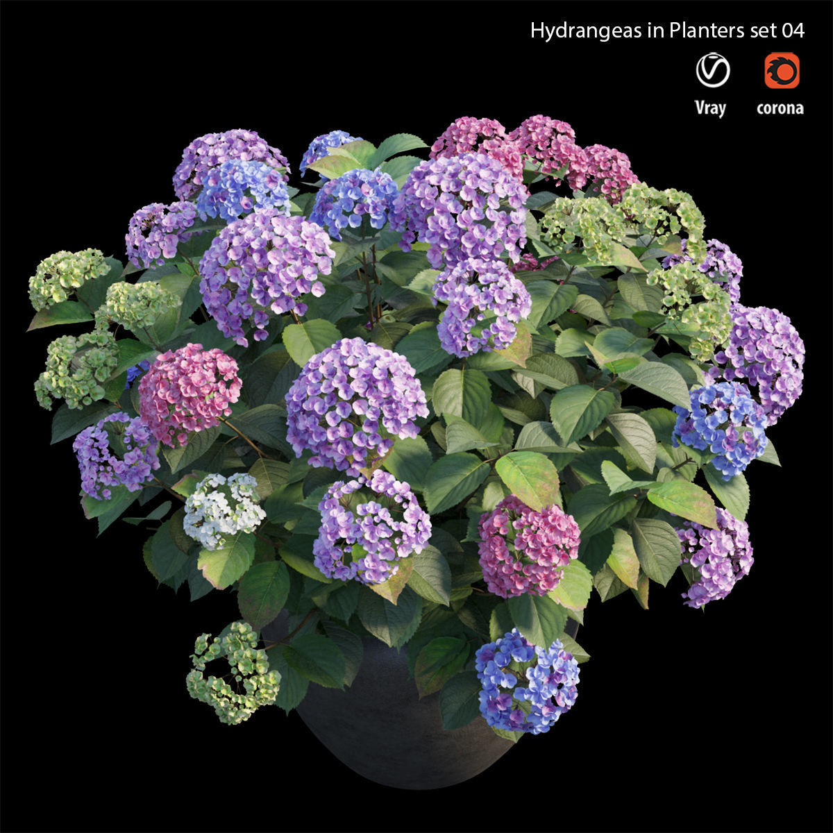 Hydrangea in planters set 04  3D model_2