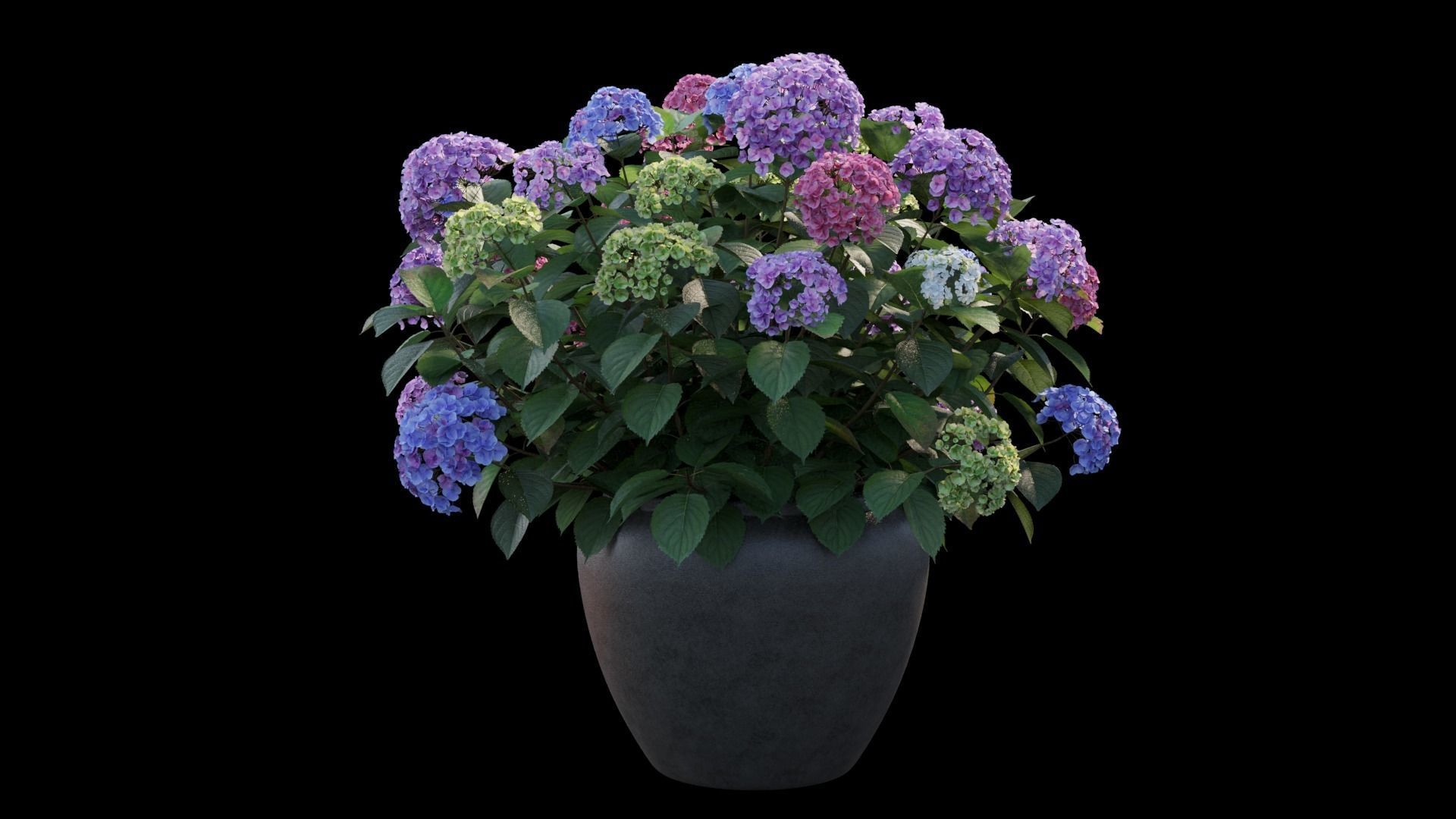 Hydrangea in planters set 04  3D model_8