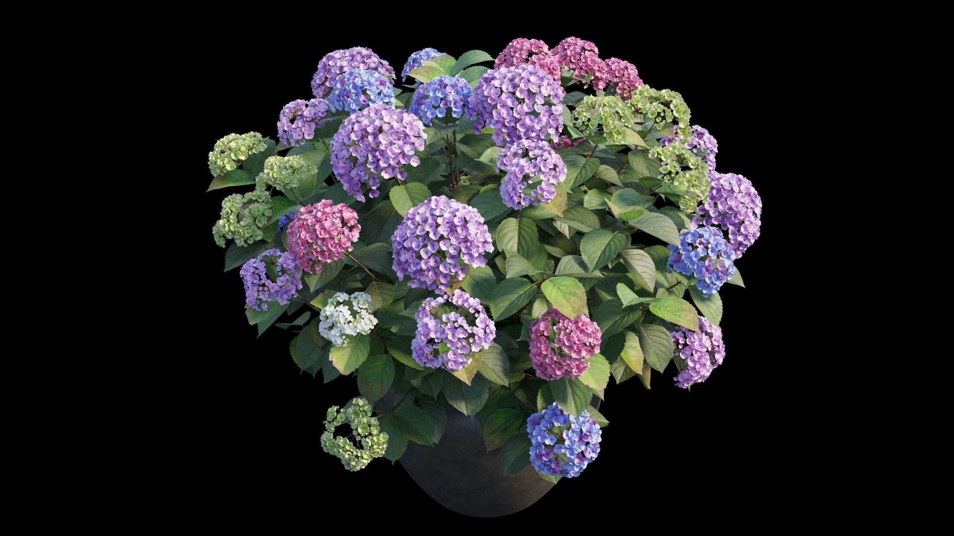 Hydrangea in planters set 04  3D model_7