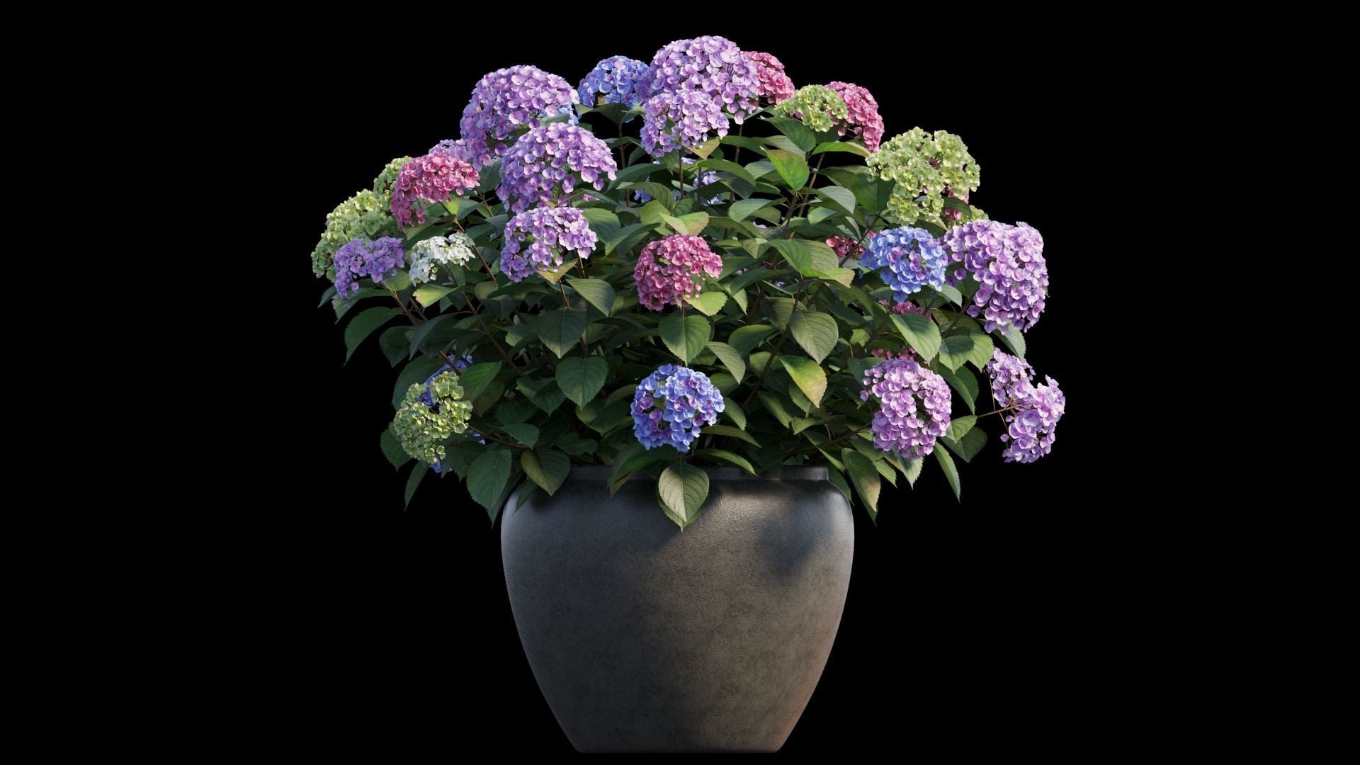 Hydrangea in planters set 04  3D model_5
