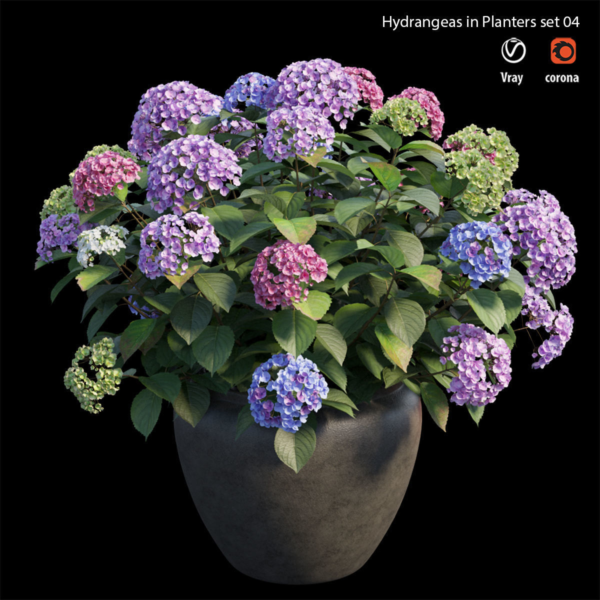 Hydrangea in planters set 04  3D model_1