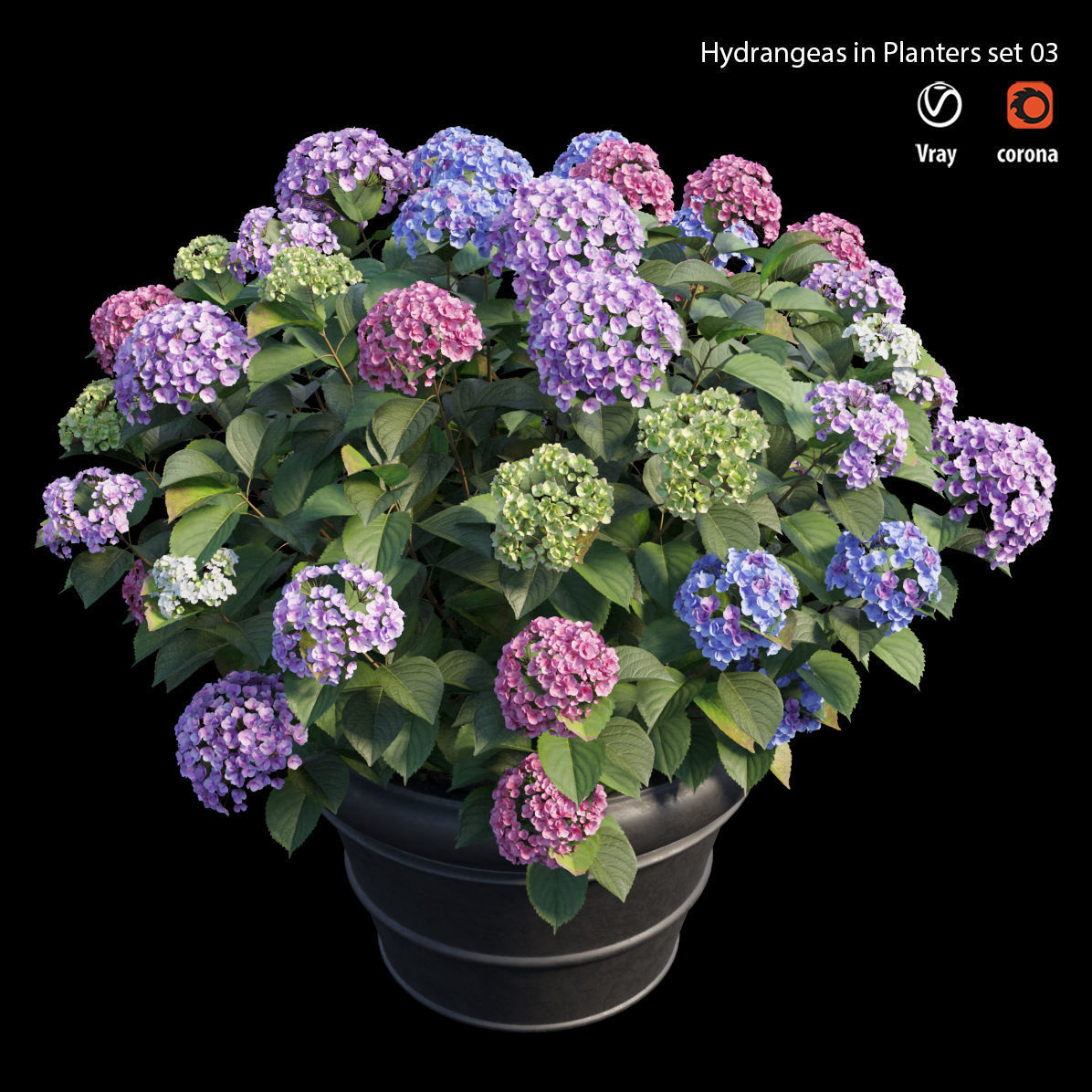Hydrangea in planters set 03  3D model_3