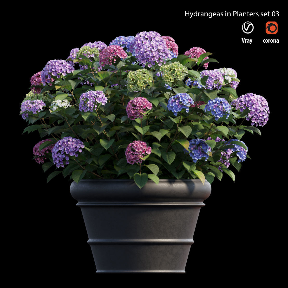 Hydrangea in planters set 03  3D model_5