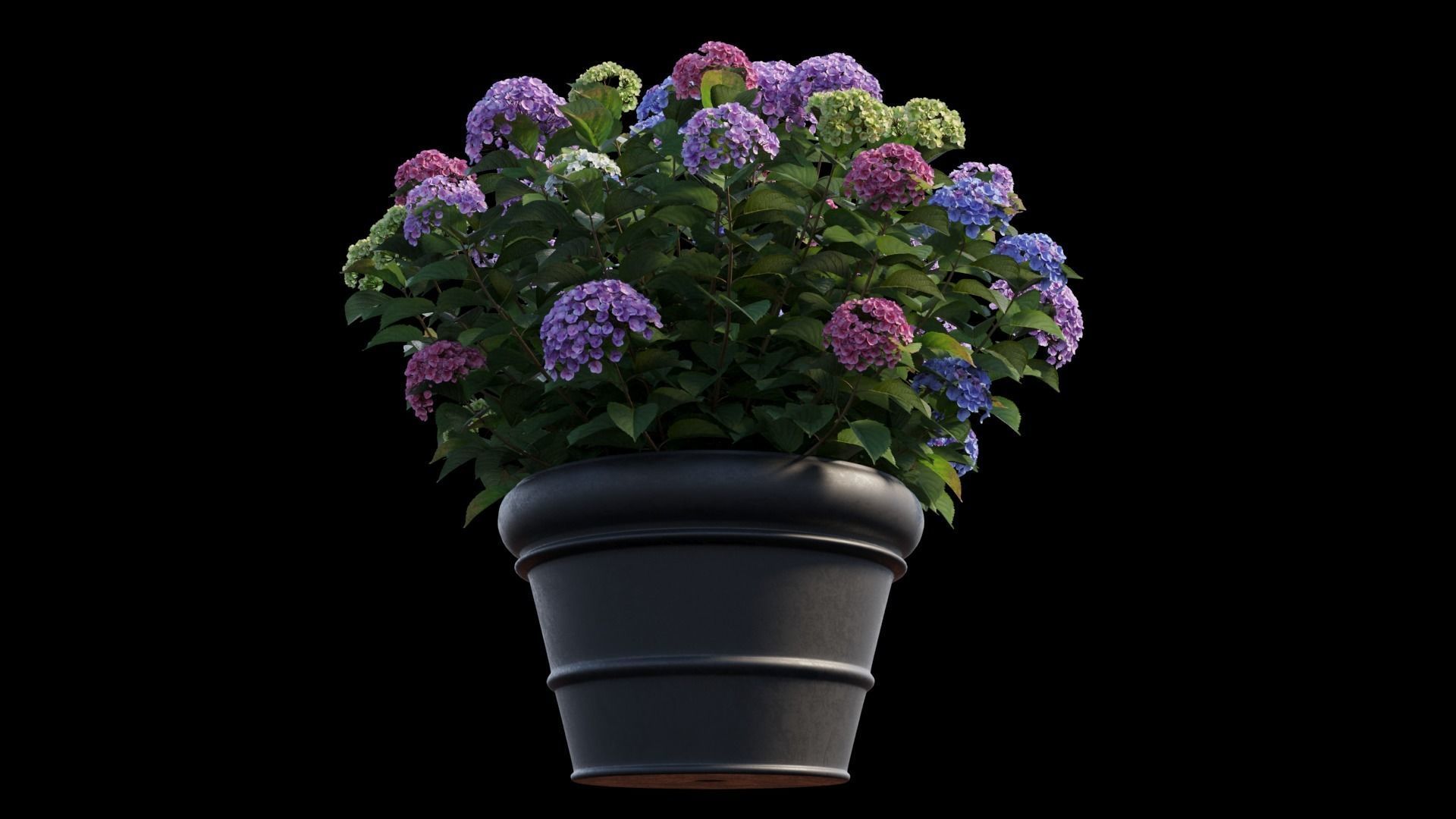 Hydrangea in planters set 03  3D model_11