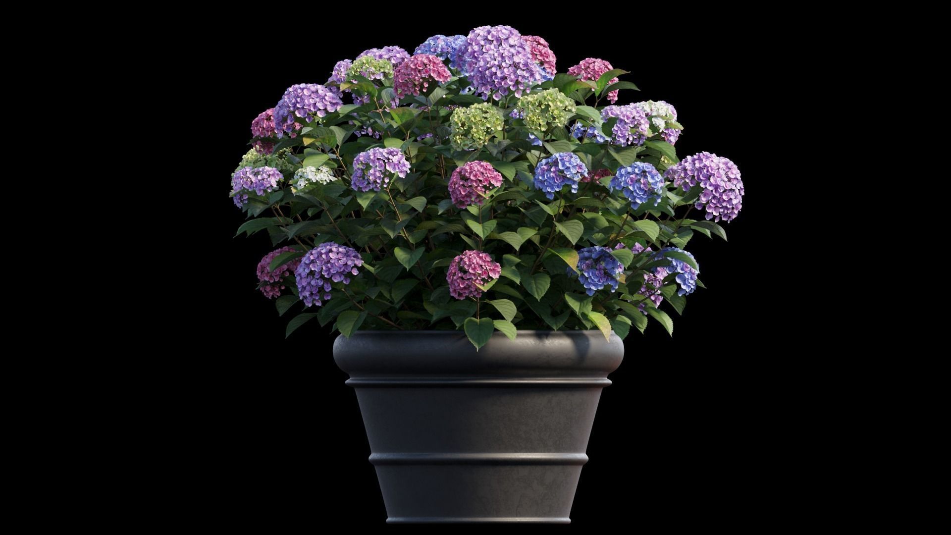 Hydrangea in planters set 03  3D model_10