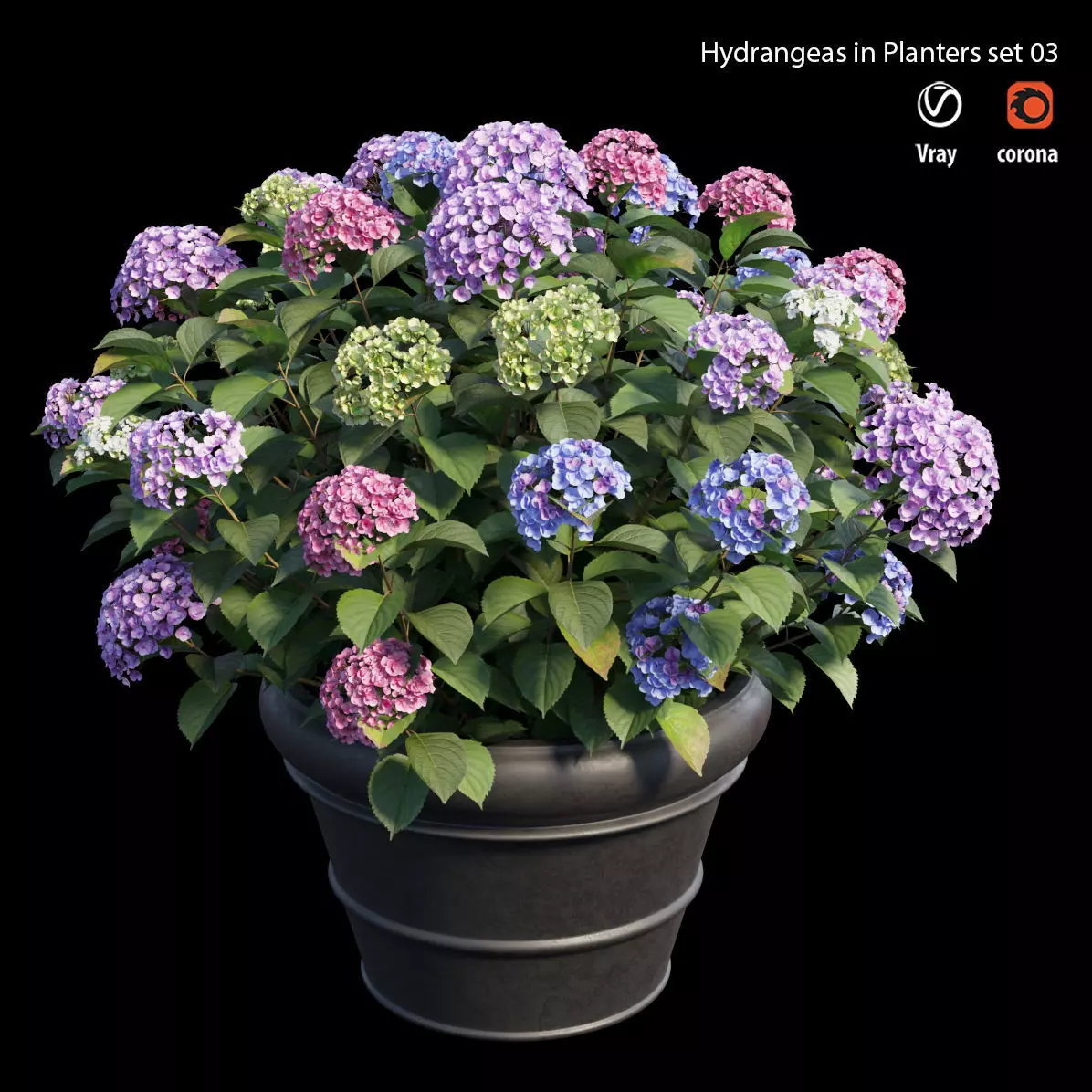 Hydrangea in planters set 03  3D model_0