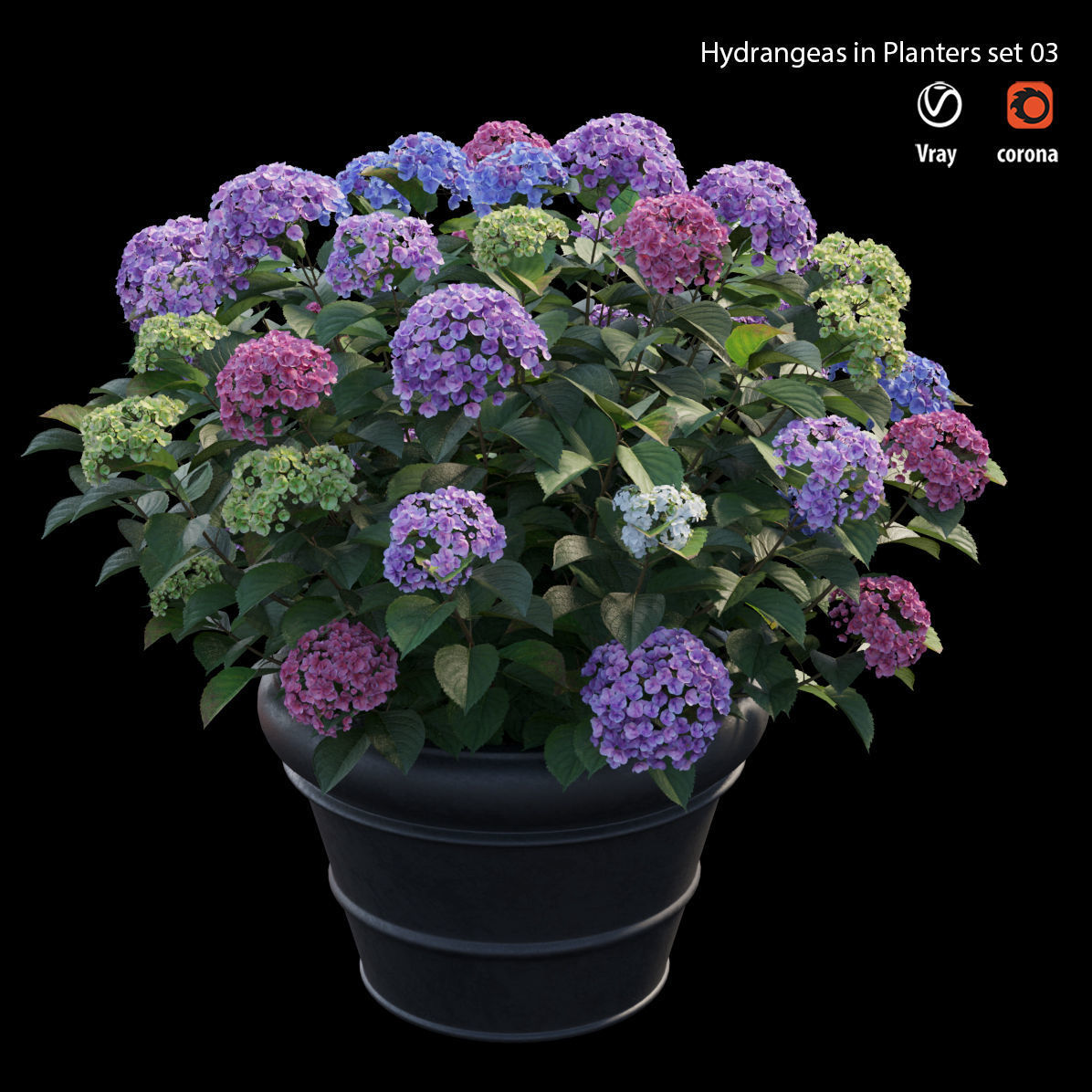 Hydrangea in planters set 03  3D model_2