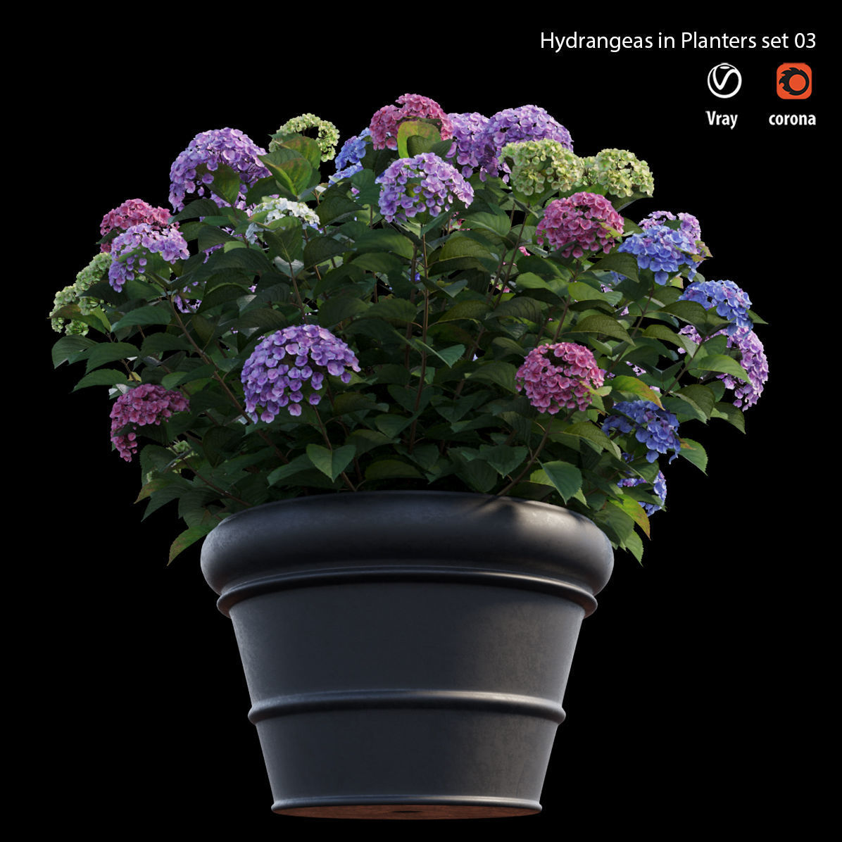 Hydrangea in planters set 03  3D model_1