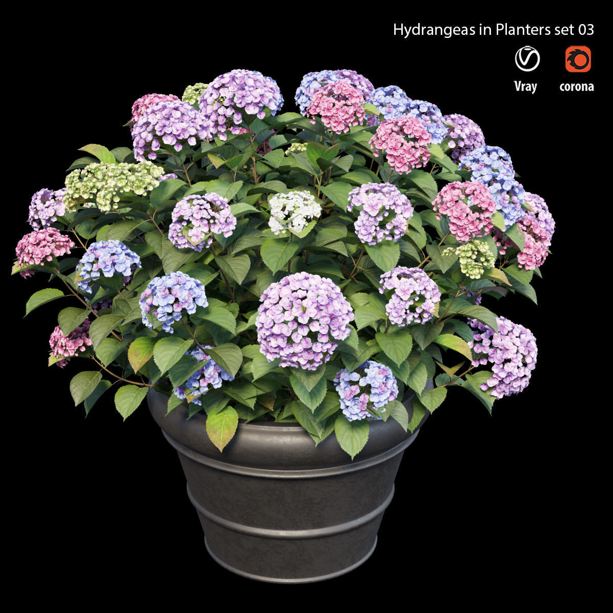 Hydrangea in planters set 03  3D model_4