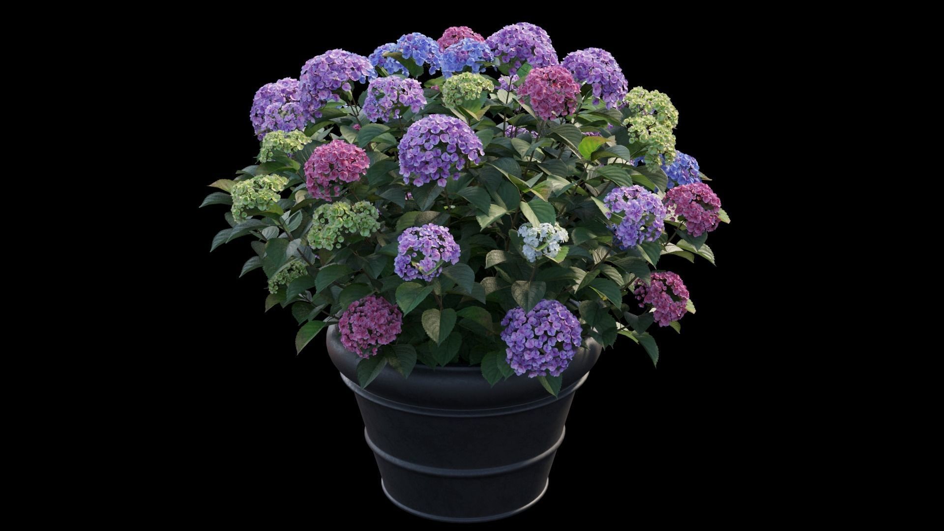 Hydrangea in planters set 03  3D model_9
