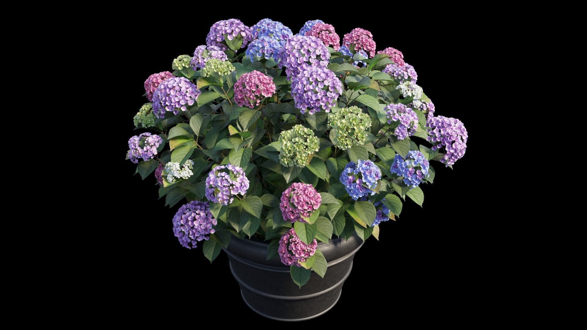 Hydrangea in planters set 03  3D model_8
