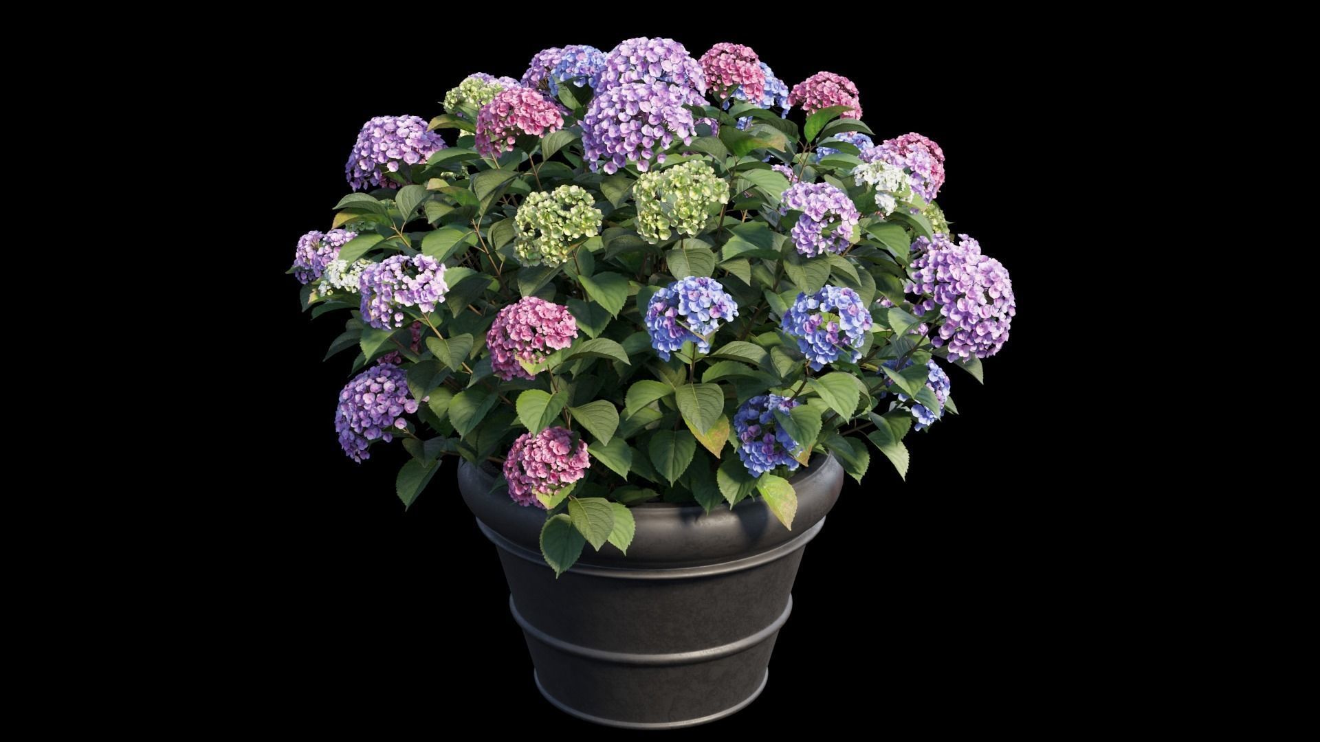 Hydrangea in planters set 03  3D model_7