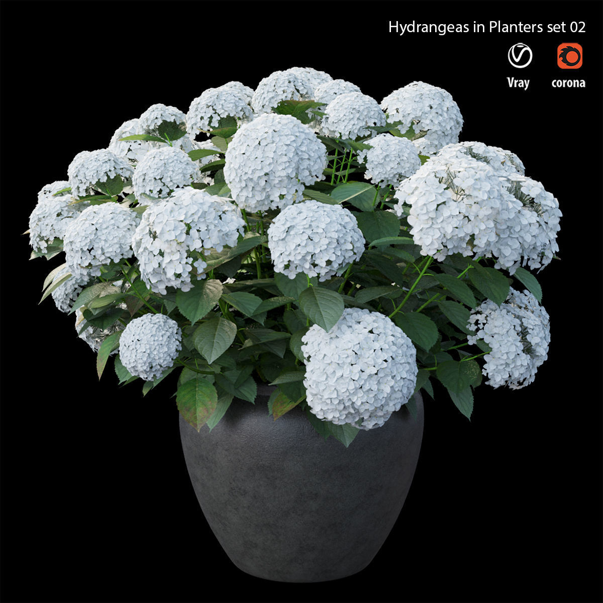 Hydrangea in planters set 02 3D model_3