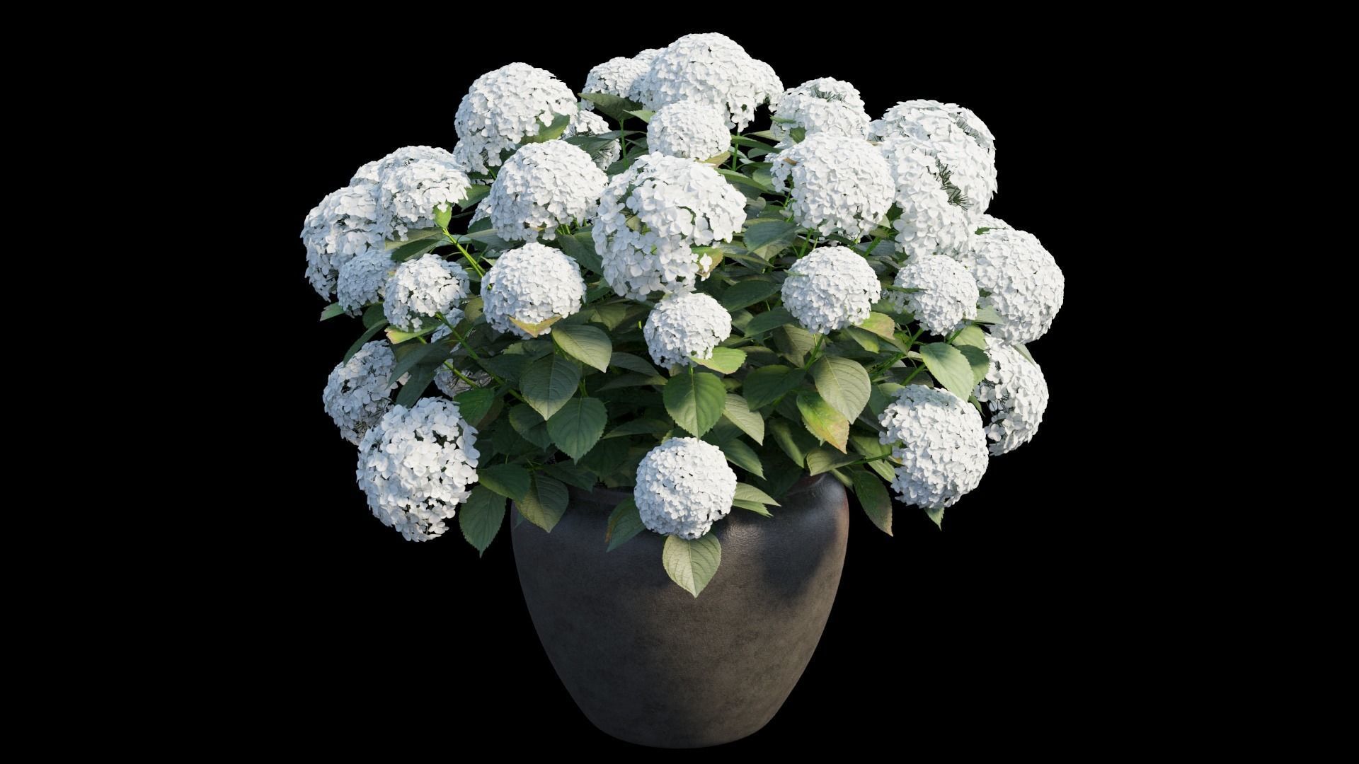 Hydrangea in planters set 02 3D model_6