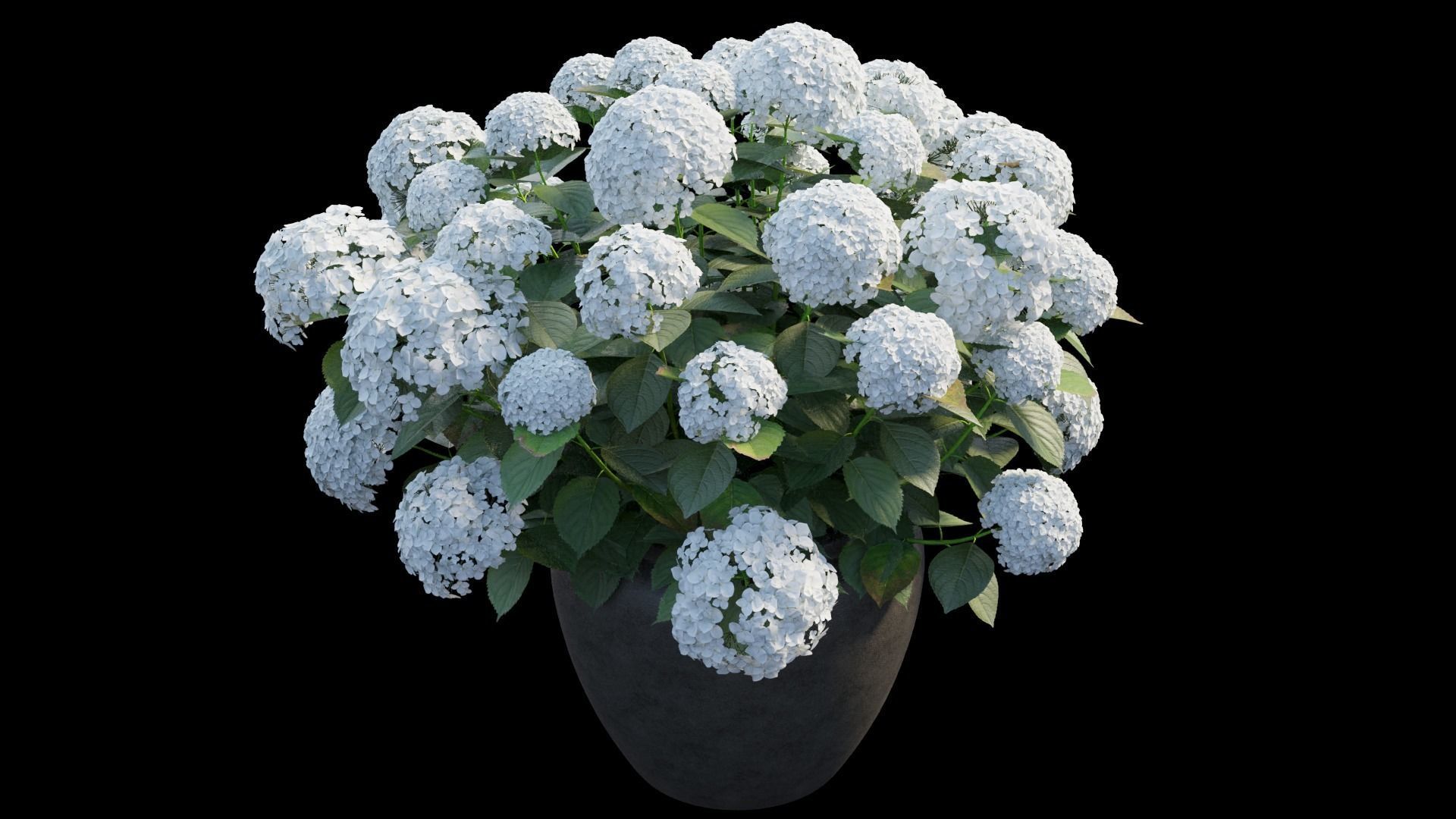 Hydrangea in planters set 02 3D model_7
