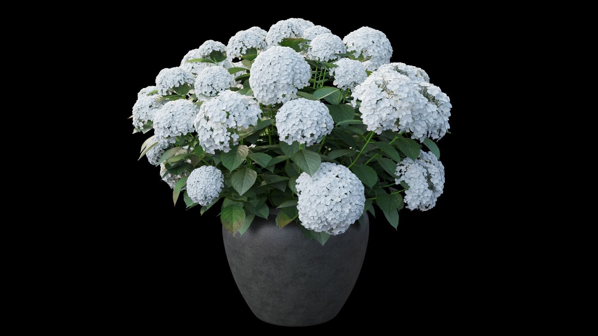 Hydrangea in planters set 02 3D model_8