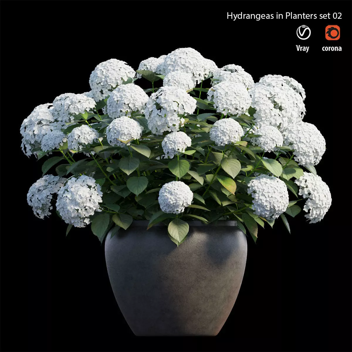 Hydrangea in planters set 02 3D model_0
