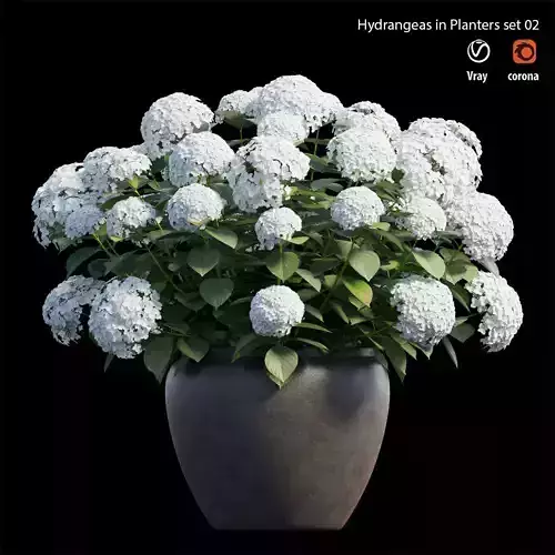 Hydrangea in planters set 02 3D model