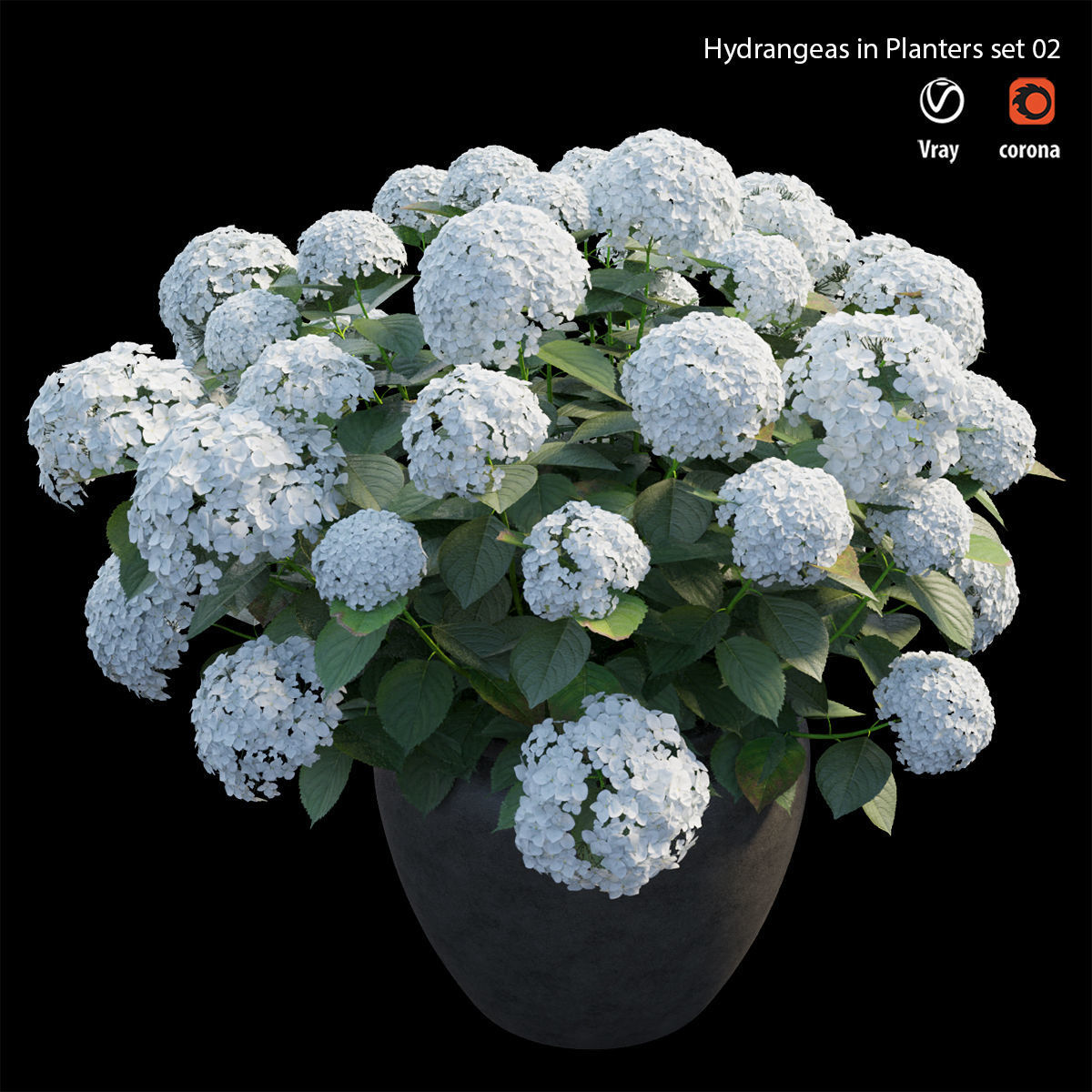 Hydrangea in planters set 02 3D model_2