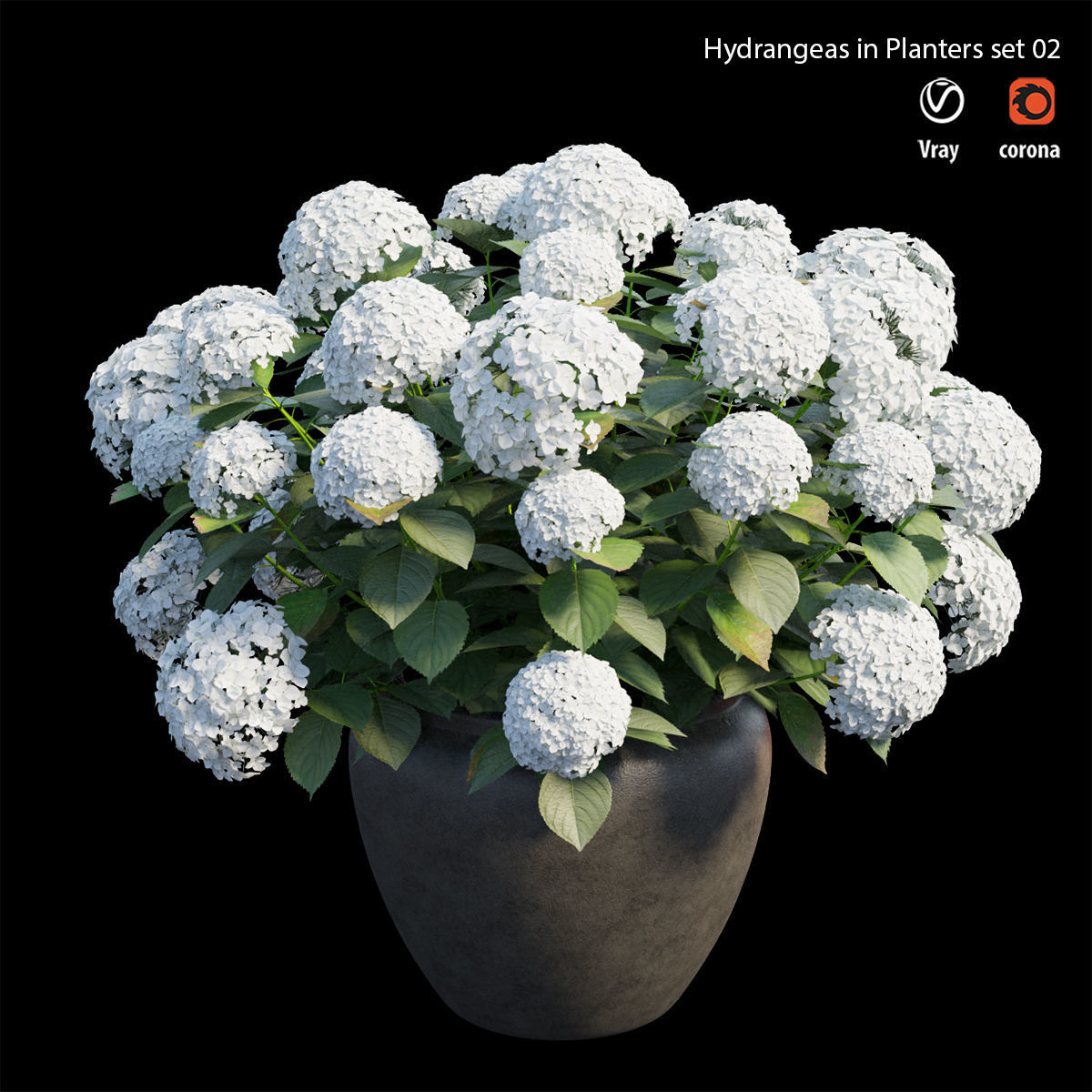 Hydrangea in planters set 02 3D model_1